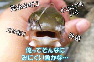 カワムツ　追星
