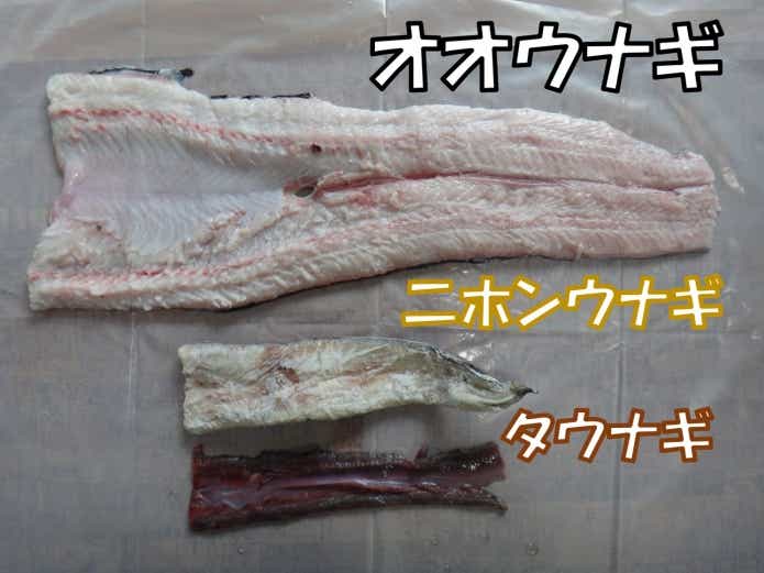 オオウナギ　捌いてみた