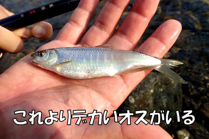 釣った　オイカワ のメス