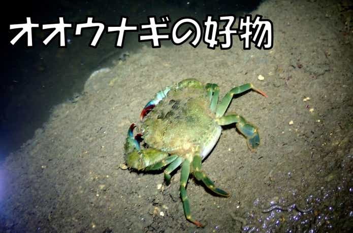 オオウナギ　餌