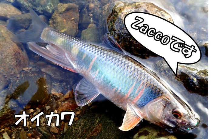 オイカワ　ザコ