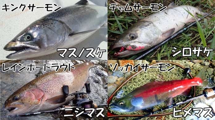 サケ と　マス　違い