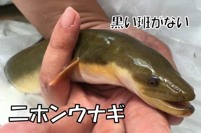 オオウナギ　ニホンウナギ　見分け方