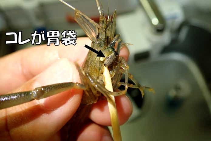 テナガエビ胃袋