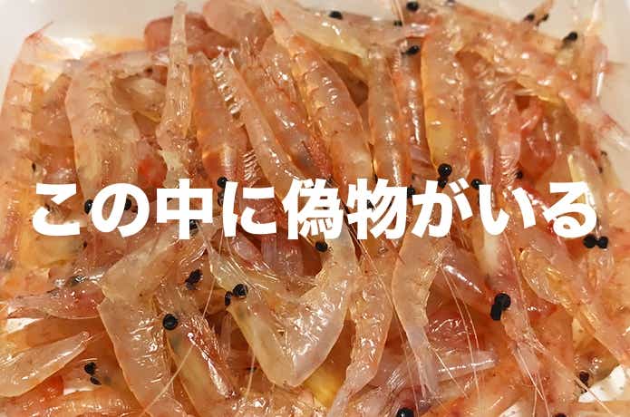 リアルオキアミワーム
