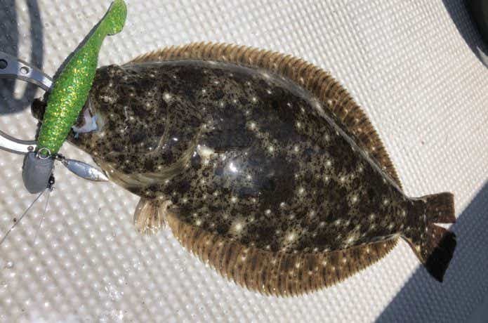 東京湾でのヒラメの釣果