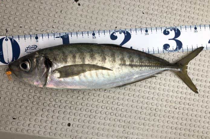 ボートアジングで釣ったアジ