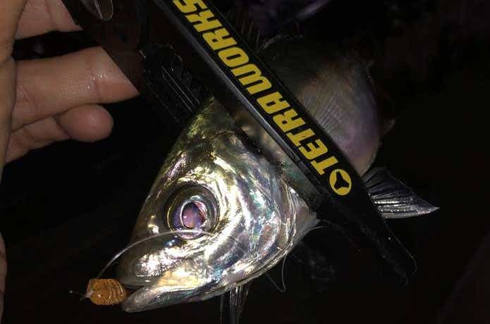 ボートアジングで釣ったアジ