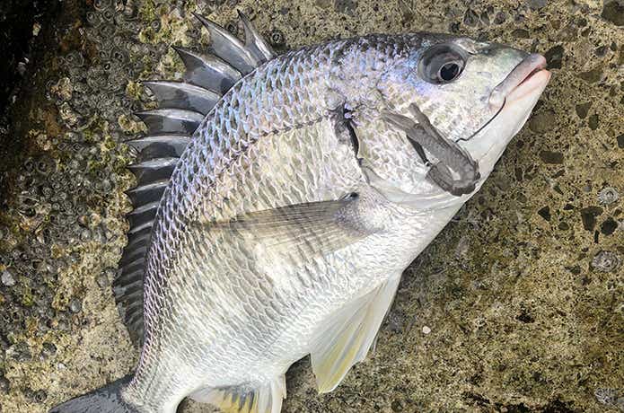 チニングの釣果写真