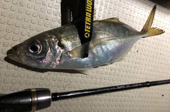 アイクル船長もハマる！日中も釣れるボートアジングが面白い