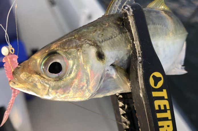 ボートアジングで釣ったアジ
