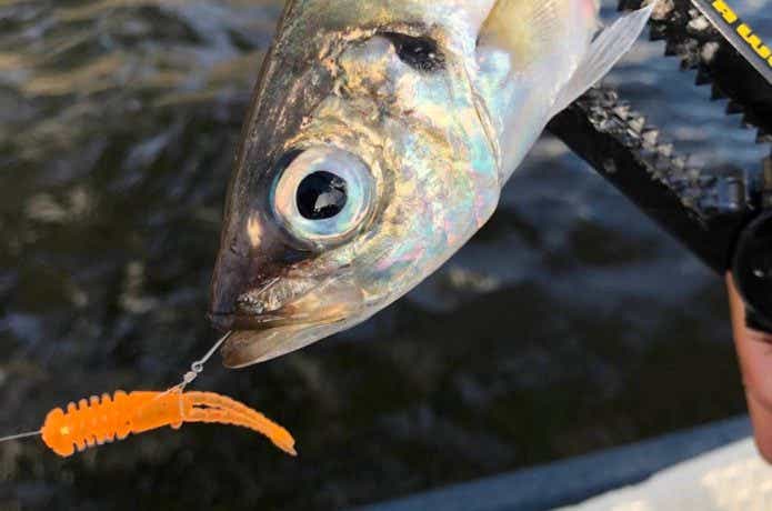 ボートアジングで釣ったアジ
