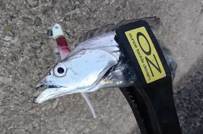 タチウオのワインド