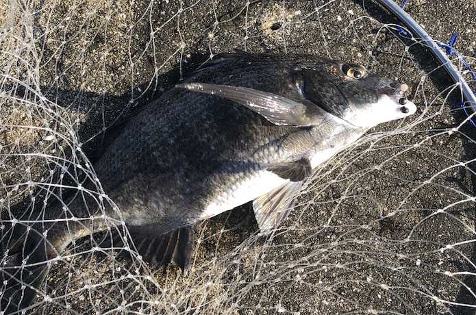 ヘチ釣りの画像