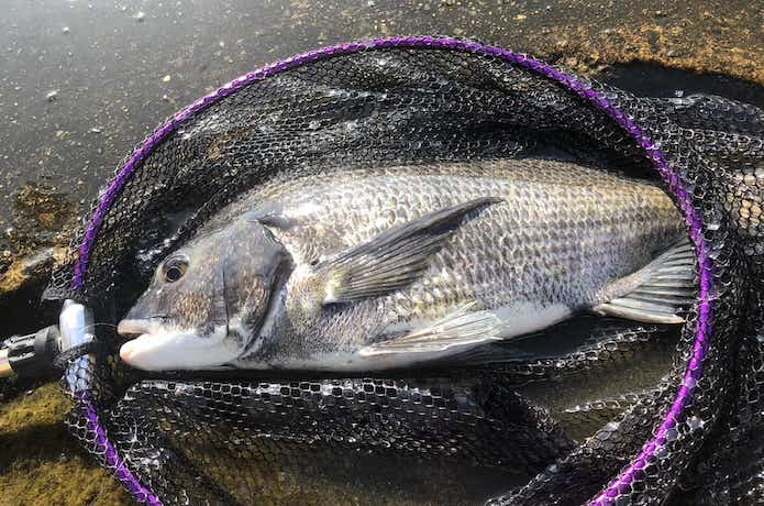 ヘチ釣りの画像