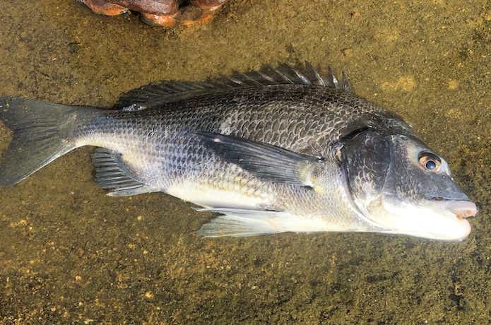 5分でわかるヘチ釣り（落とし込み）｜仕掛け・時期・釣り方を元