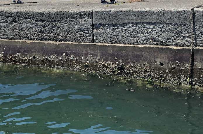 ヘチ釣りの画像