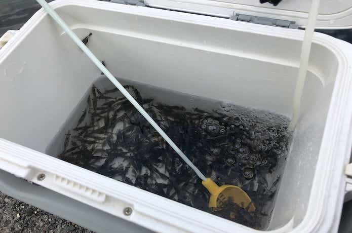 最強釣法】元釣具屋が「エビ撒き釣り」をわかりやすく解説！仕掛け