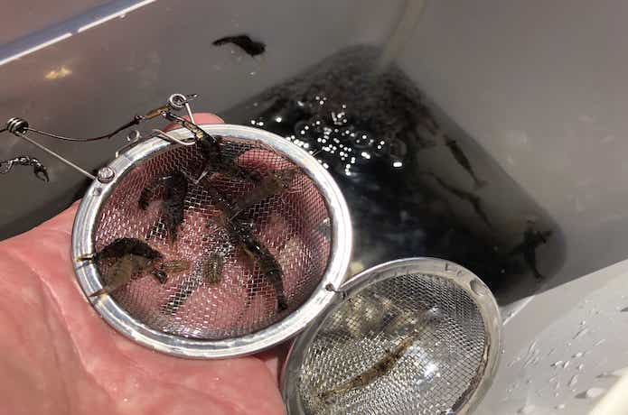 エビ撒き釣りの画像