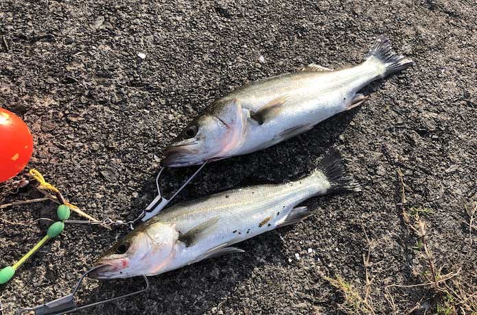 エビ撒き釣りの画像