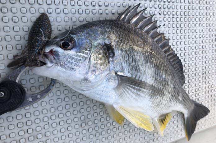 ルアーで釣れたチヌ