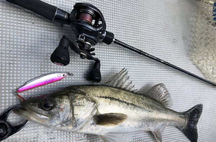 東京湾でのシーバスの釣果