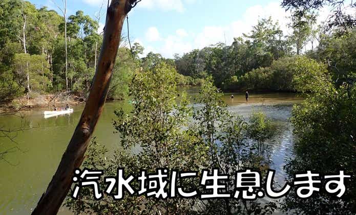 オオウナギ　汽水域