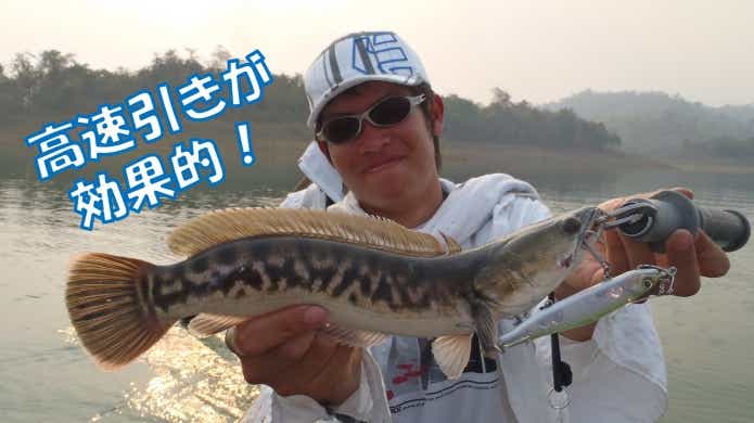 トップで釣った トーマン