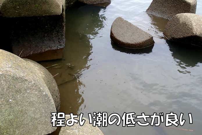 テナガエビが釣りやすい時間
