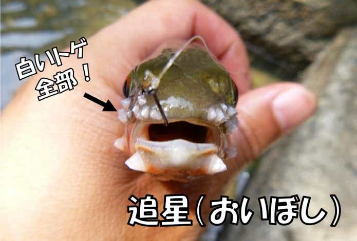 カワムツ　追星