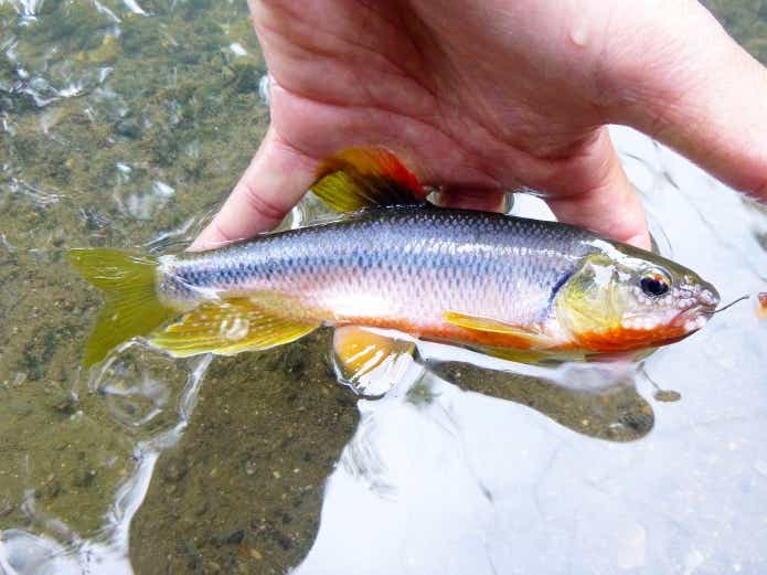 夏に美しい川魚“カワムツ釣り”に魅了！じつは食べられるってご存じですか？ | TSURI HACK[釣りハック]