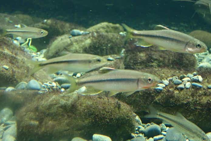 カワムツ　観賞魚