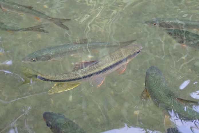 夏に美しい川魚“カワムツ釣り”に魅了！じつは食べられるってご存じですか？ | TSURI HACK[釣りハック]