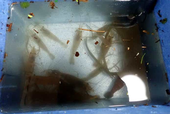 テナガエビの持ち帰り方
