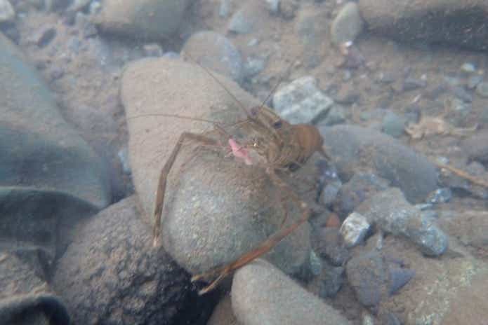 エサを加えたテナガエビ