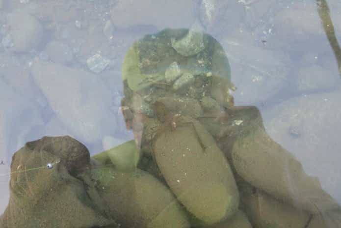 水中のテナガエビ
