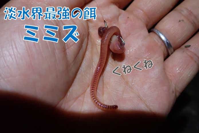 新種ナマズ】2018年に発見された“タニガワナマズ”に釣り迫る！姿はマナマズ、中身はイワトコ？！ | TSURI HACK[釣りハック]