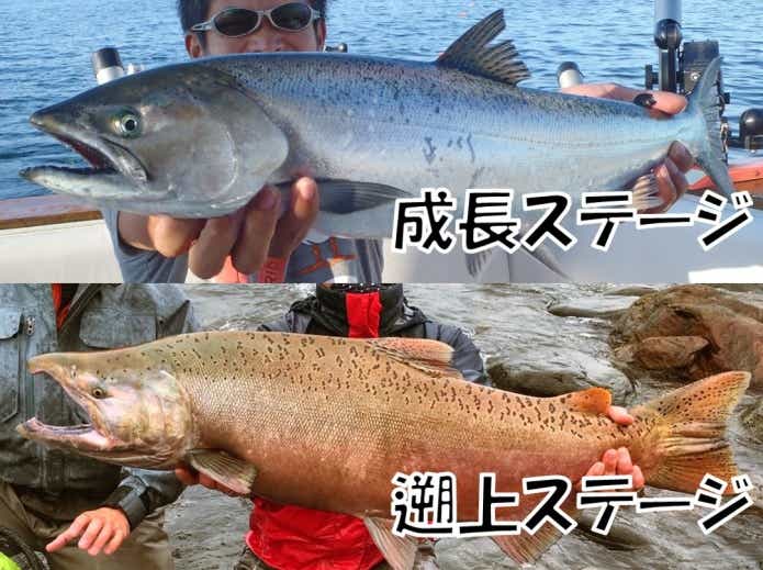 キングサーモン