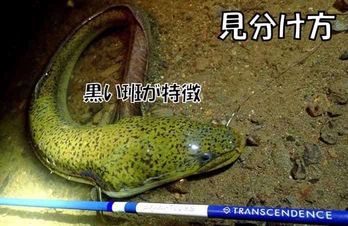 巨大ウナギ】沖縄に生息するオオウナギの釣り方や仕掛けとは？美味しくないって本当か検証してみた | TSURI HACK[釣りハック]