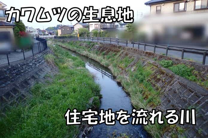 カワムツ　釣り　ポイント