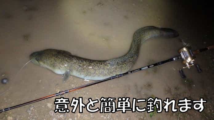 オオウナギ　釣り