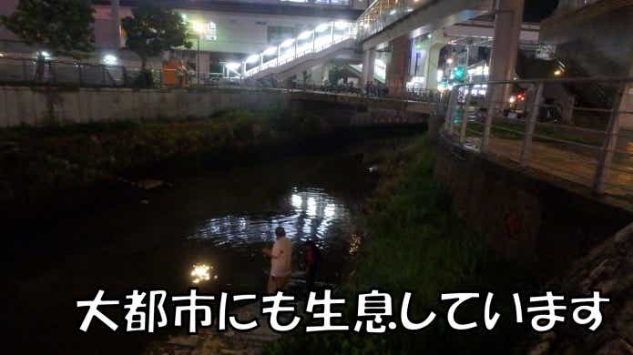那覇河川　オオウナギ釣り
