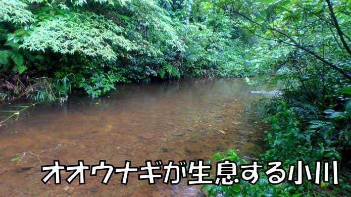 オオウナギが生息する小川