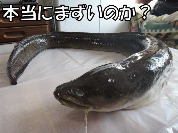 オオウナギ