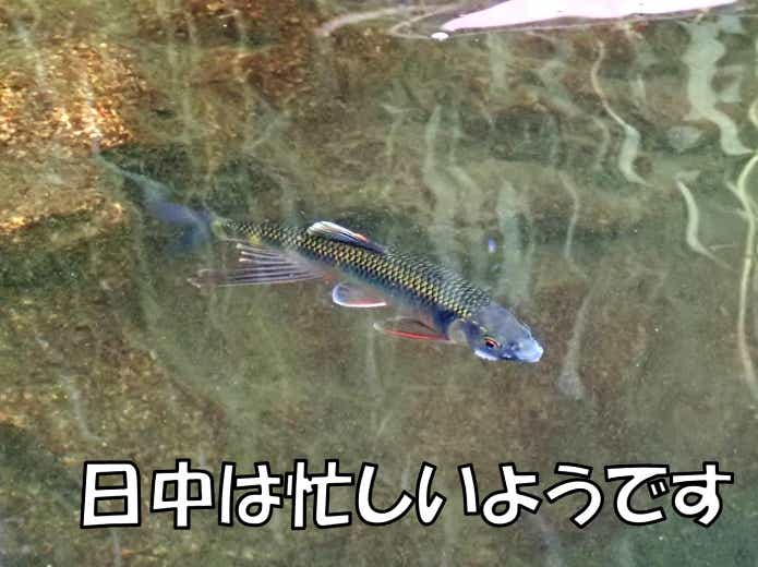 カワムツ