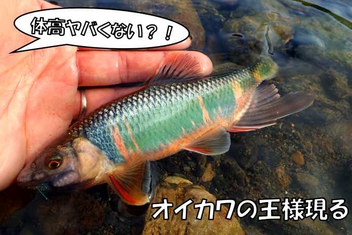 オイカワ 18㎝