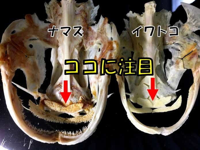 マナマズ　イワトコナマズ　標本