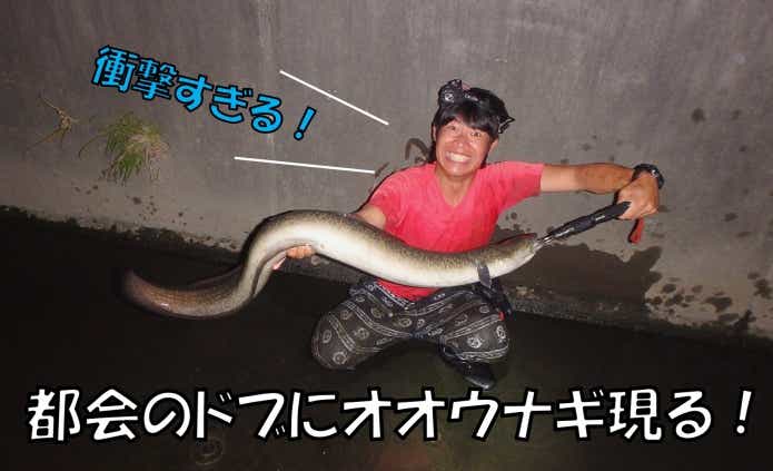 本州　ドブ　オオウナギ