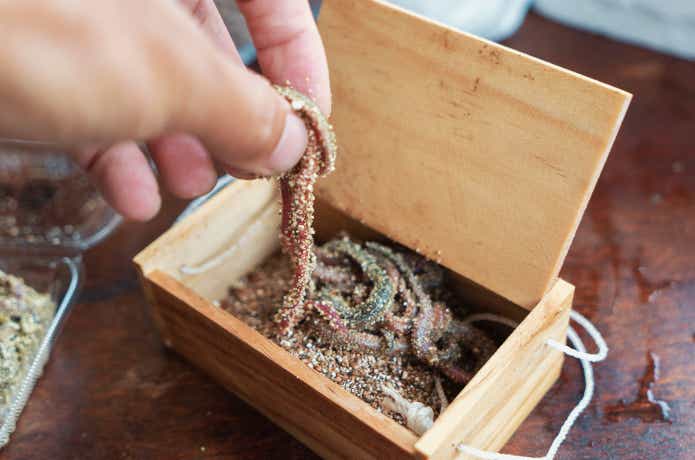 アオイソメ　保管