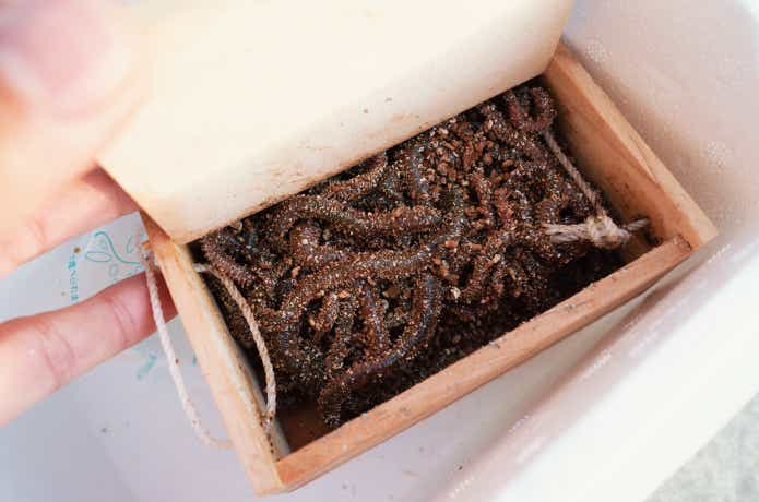 アオイソメ　釣果